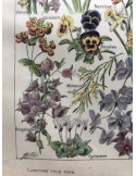 Illustrations "Fleurs" Larousse par Adolphe Millot